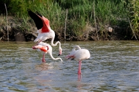 15603 Phoenicopterus roseus (Fenicottero rosa, accoppiamento)